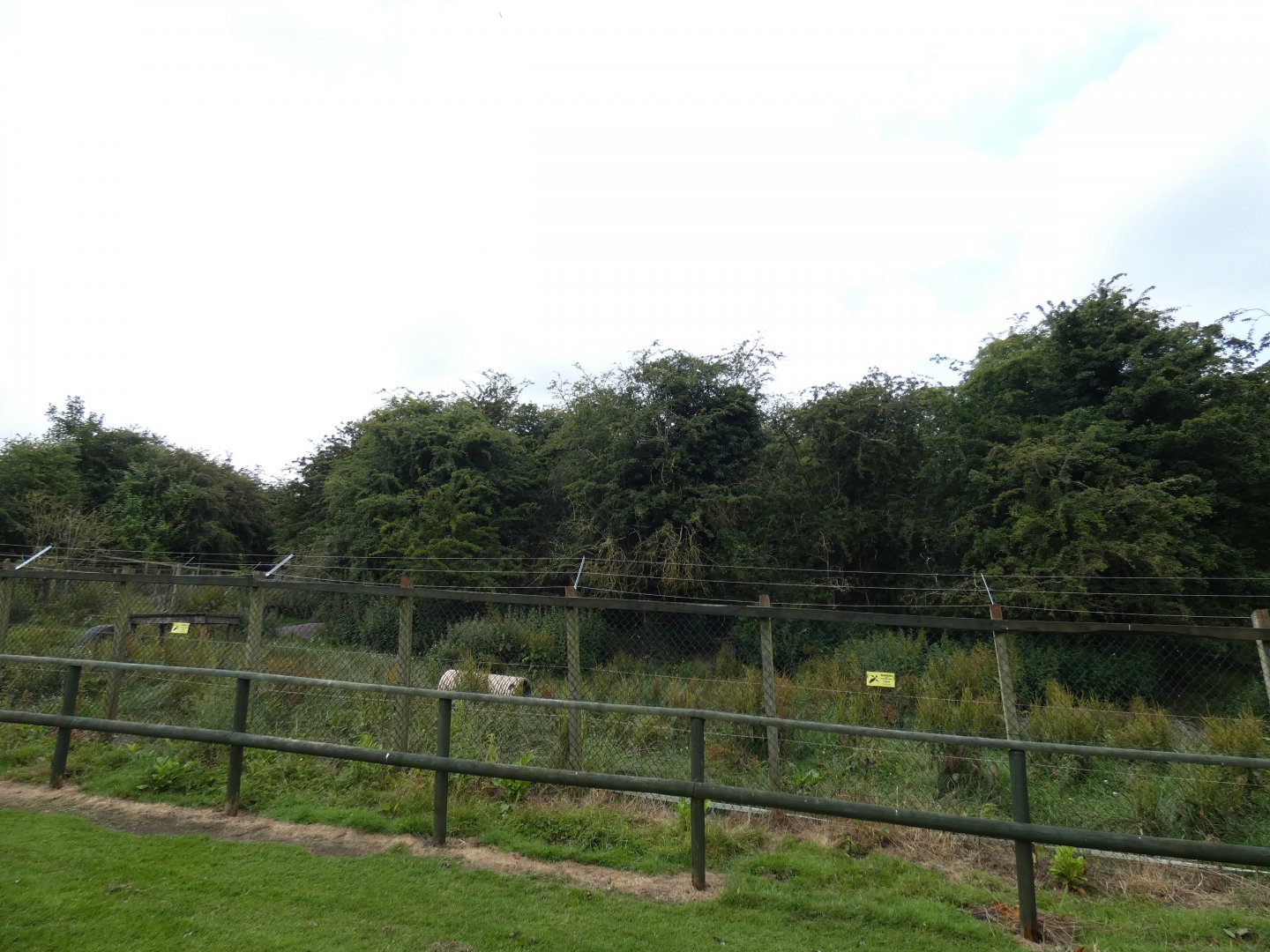Wolf-dog enclosure (Greenacres Animal Park)