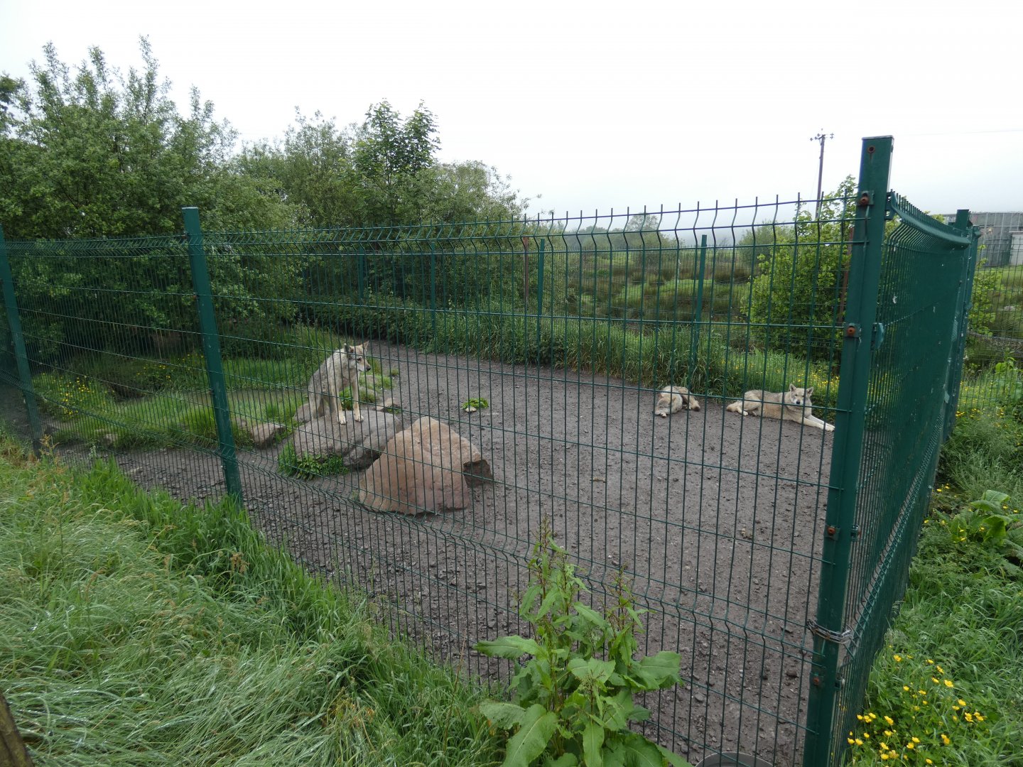 Wolf dog enclosure