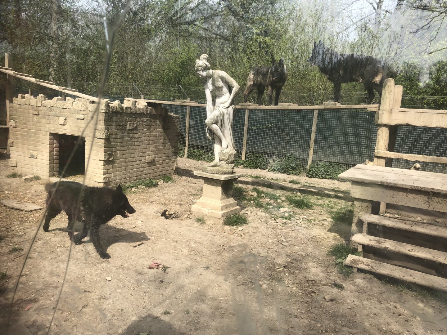 Wolf-Dog Enclosure