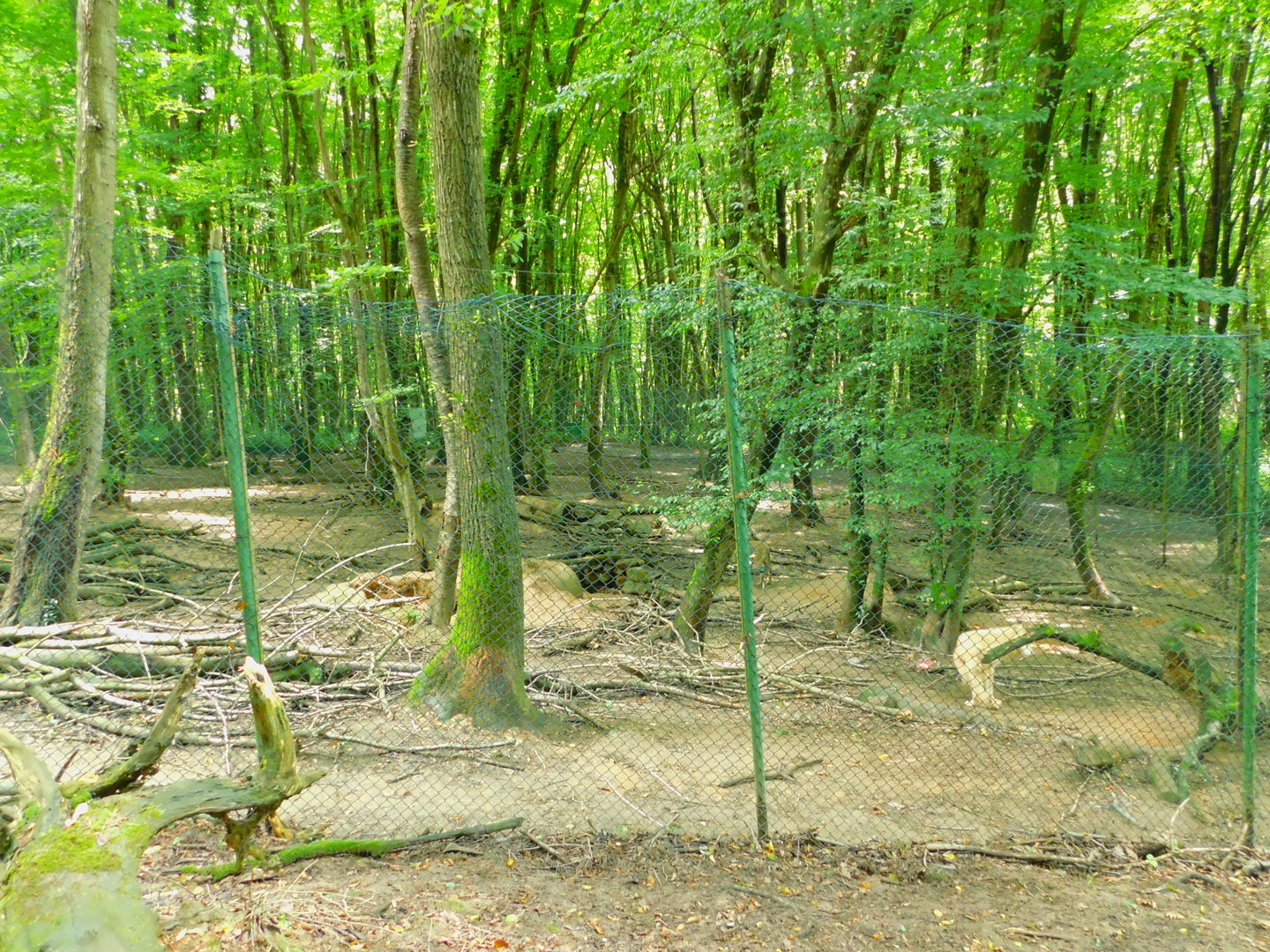 Wolf(dog?) Enclosure