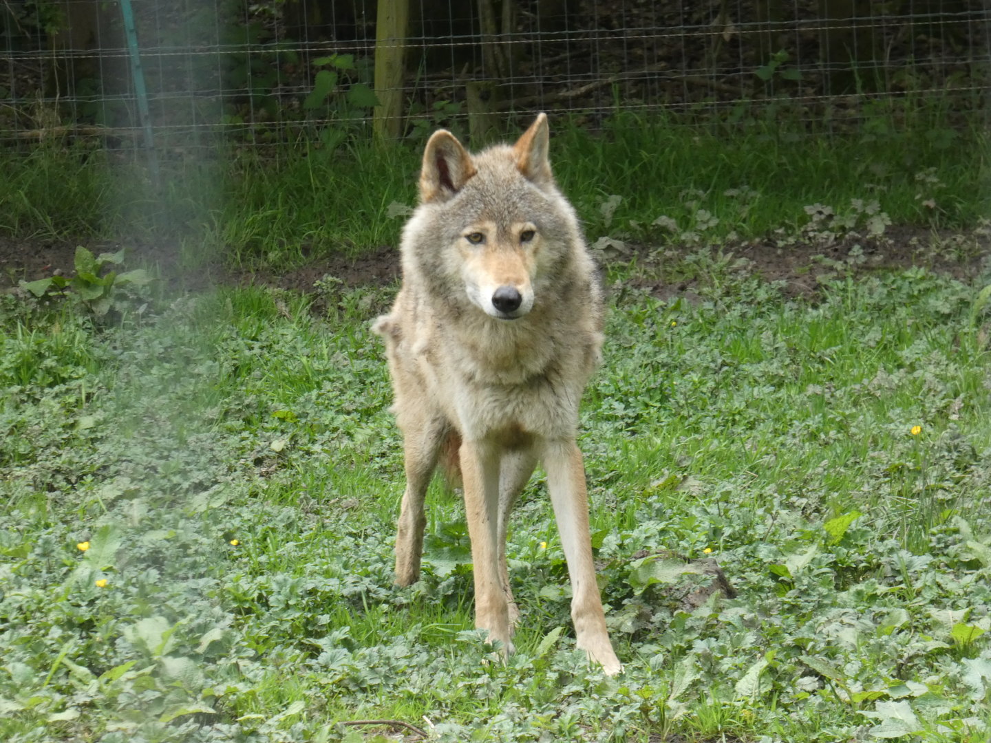 Wolf-dog hybrid