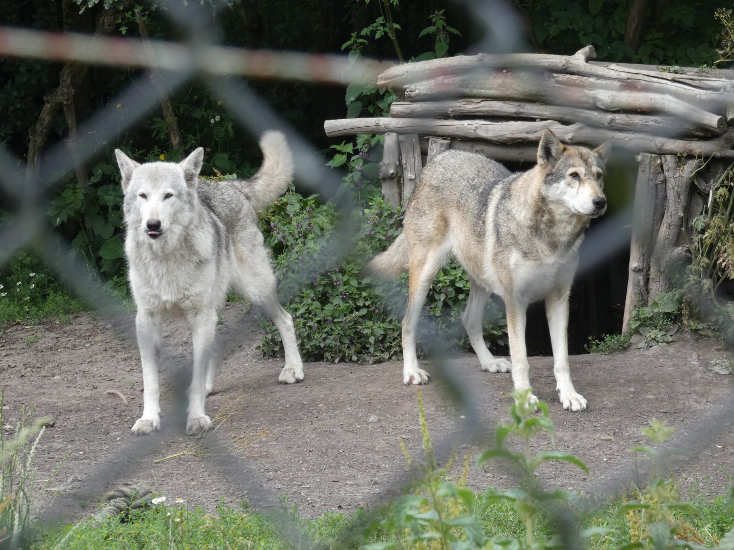 Wolf-dogs (Greenacres Animal Park)