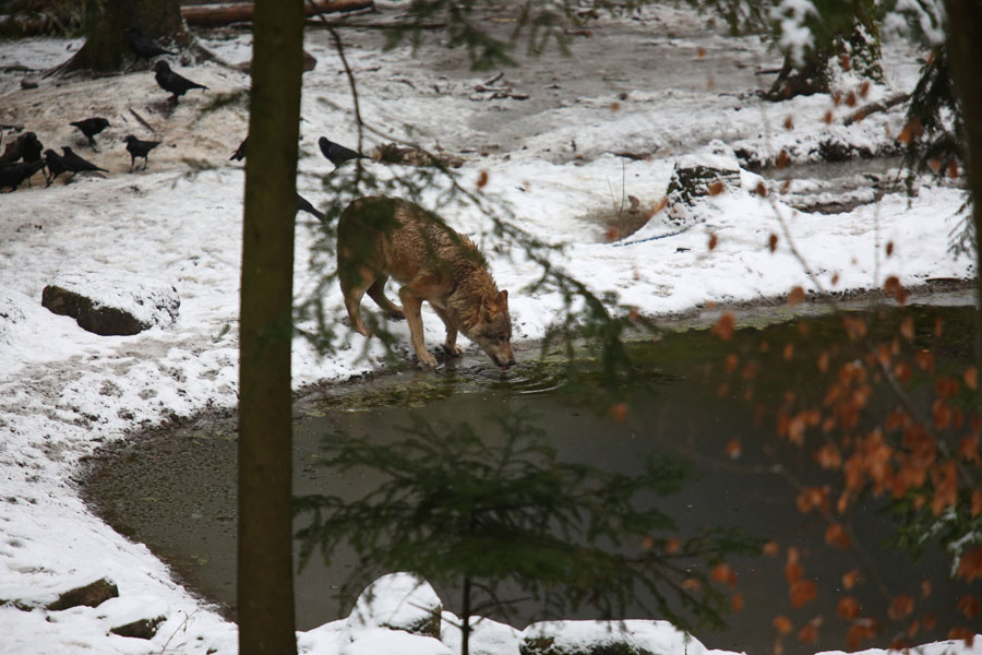 wolf drinking