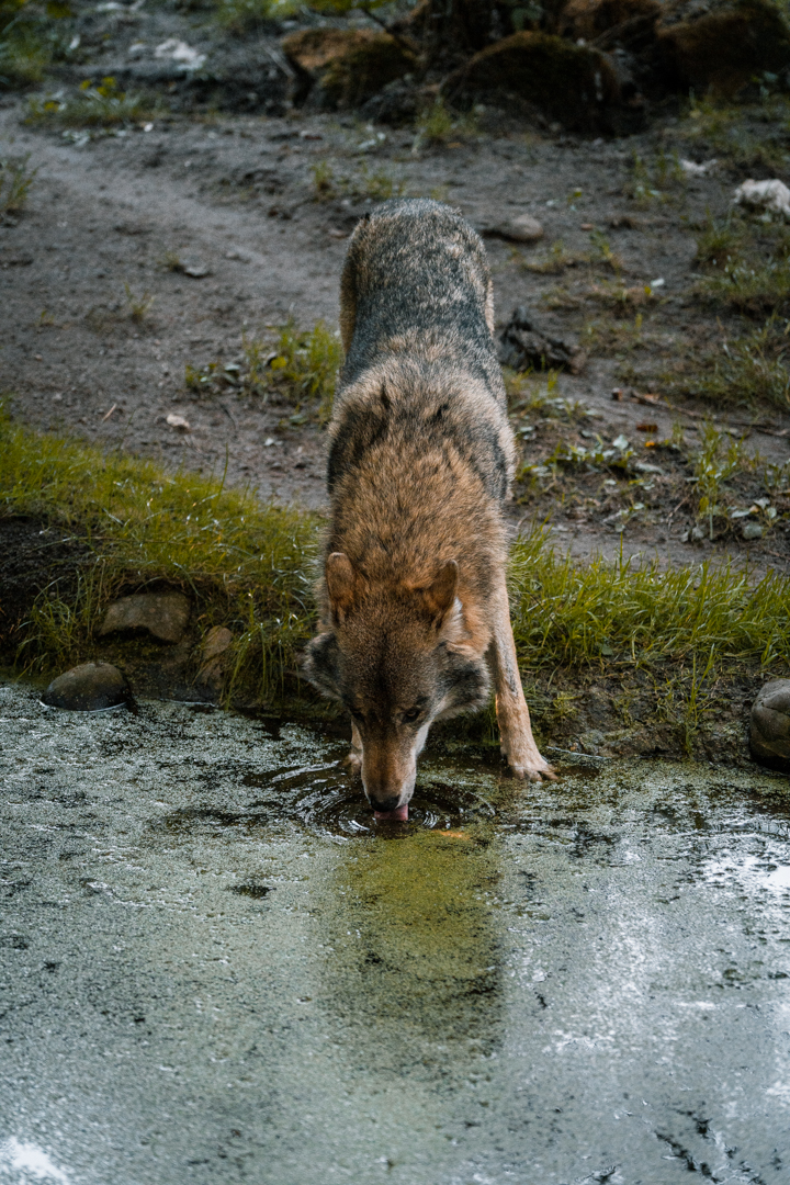 Wolf drinking