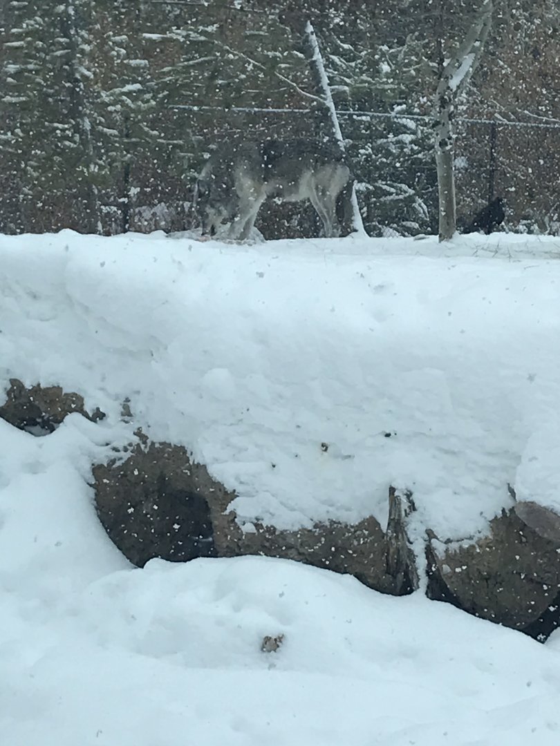 Wolf eating a Carcass