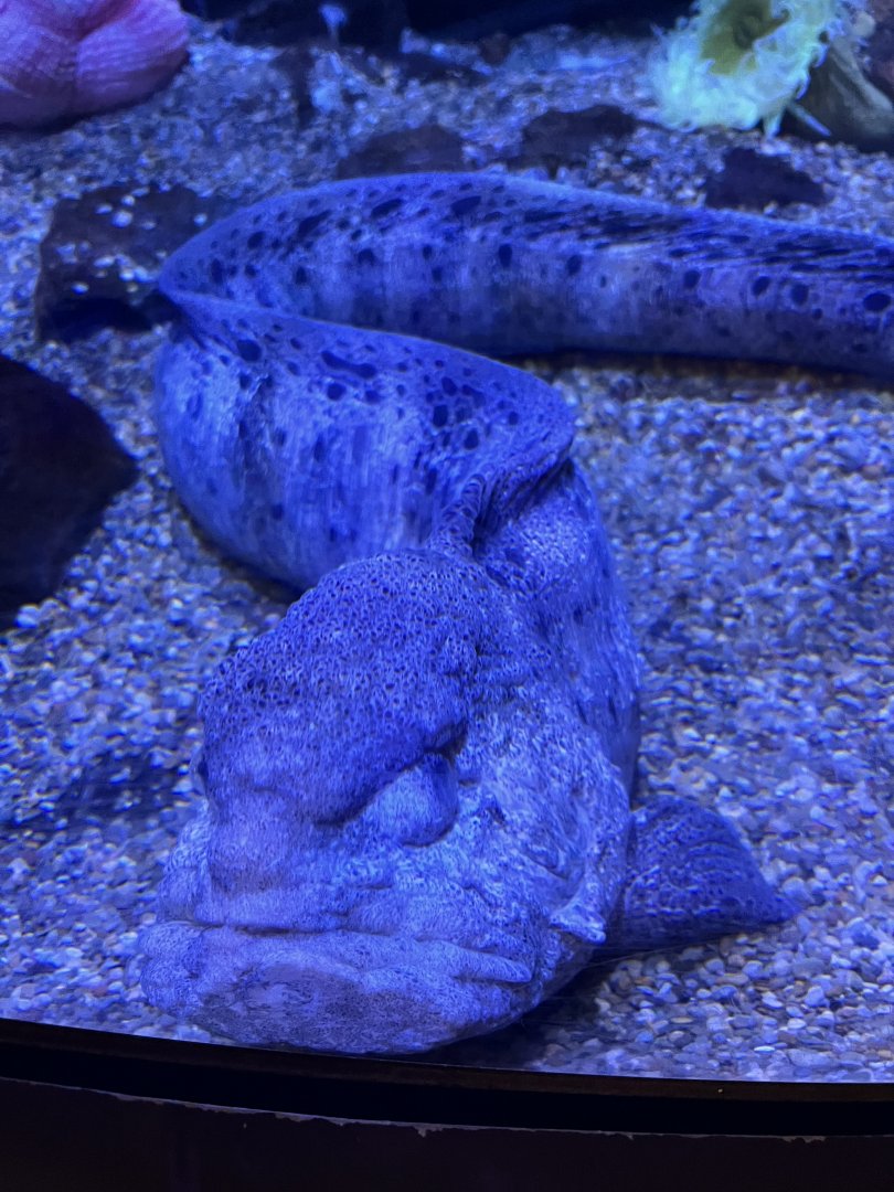 Wolf eel(actually saw its face for once!)