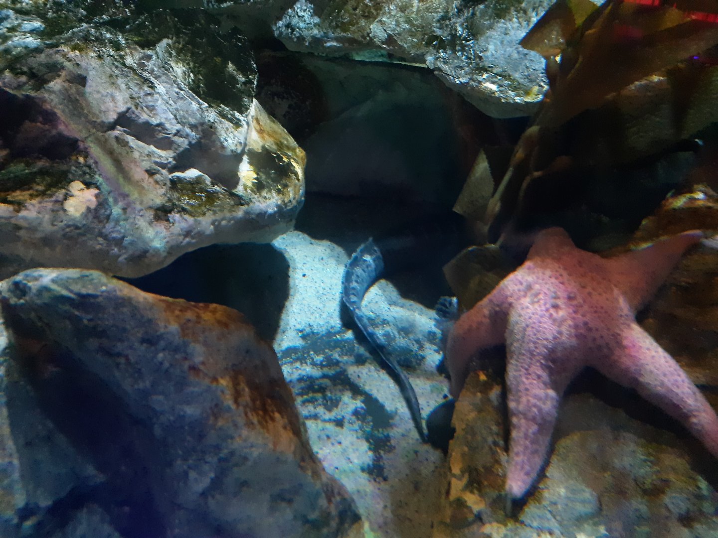 Wolf Eel (Anarrhichthys ocellatus)