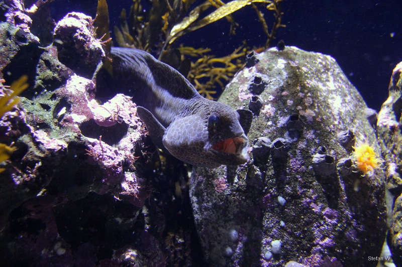 Wolf eel (Anarrhichthys ocellatus)
