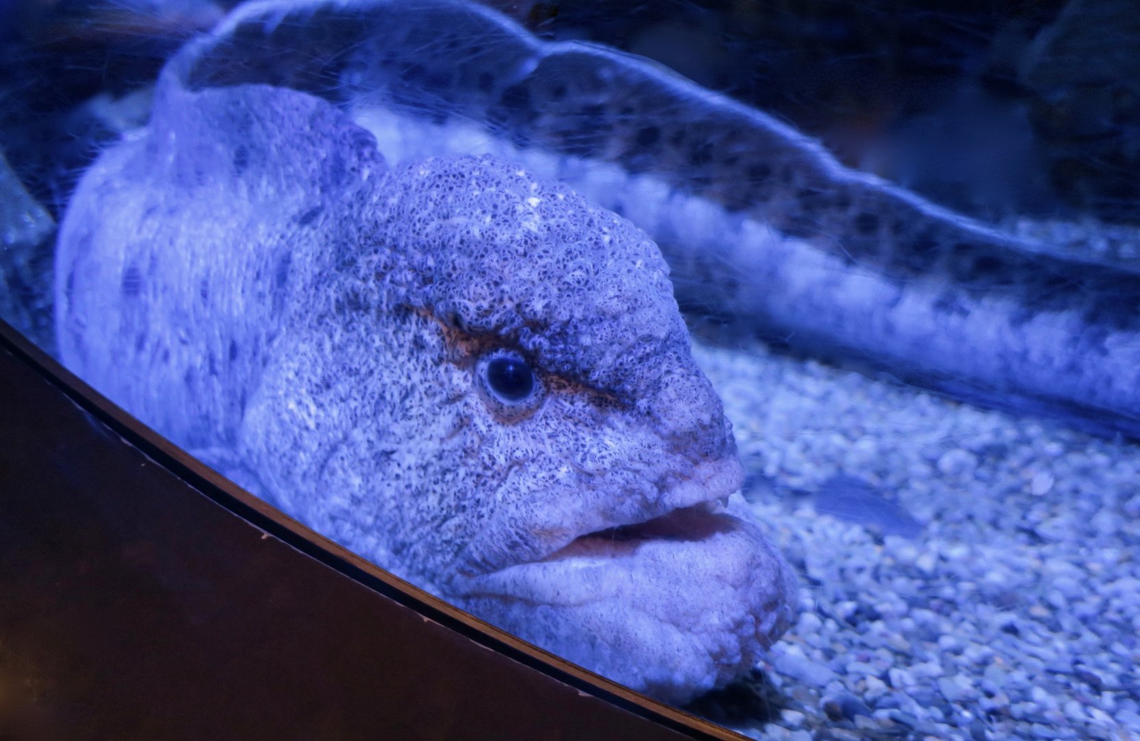 Wolf Eel (Anarrhichthys ocellatus)