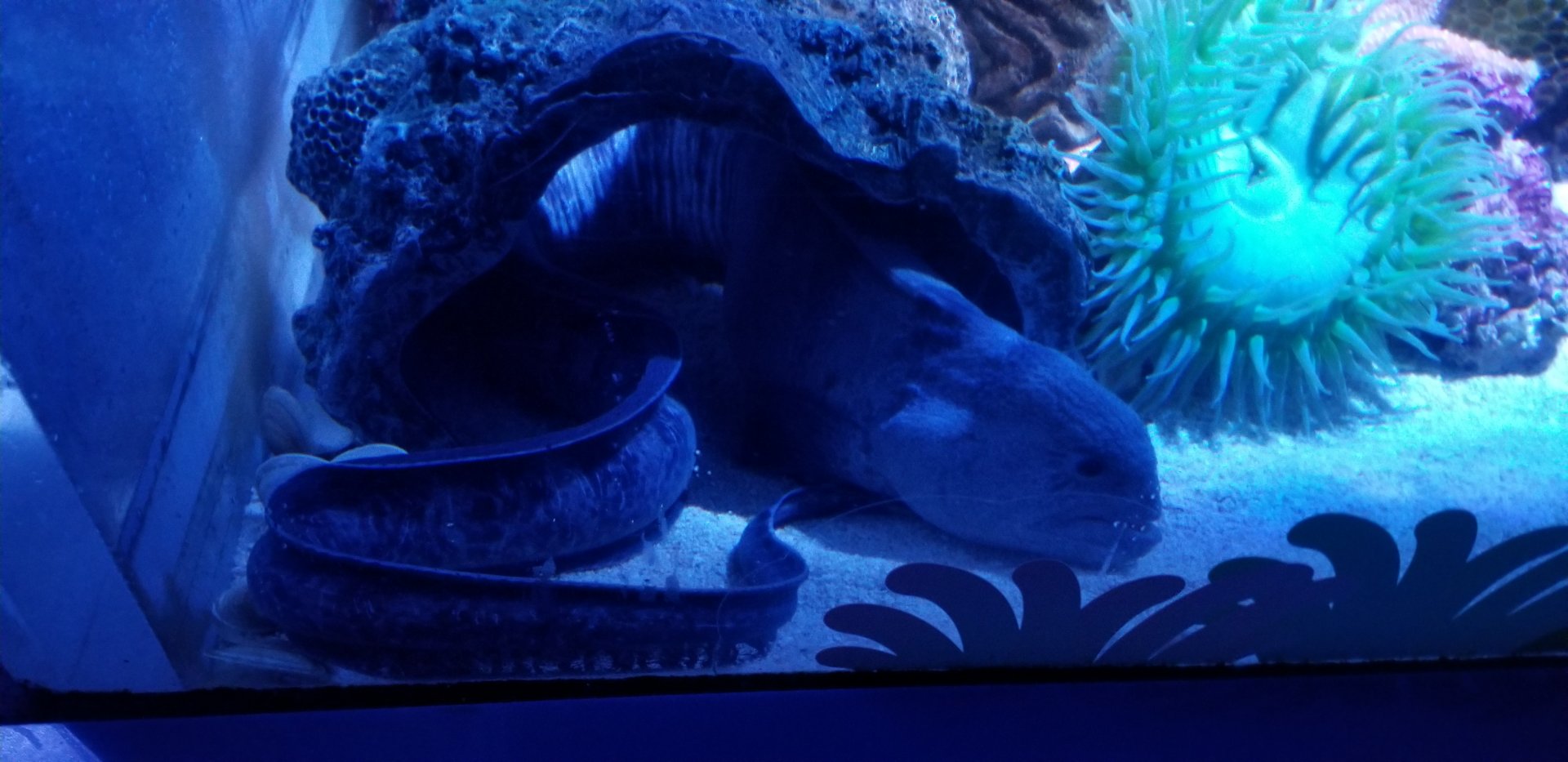 Wolf Eel (Anarrhichthys ocellatus)