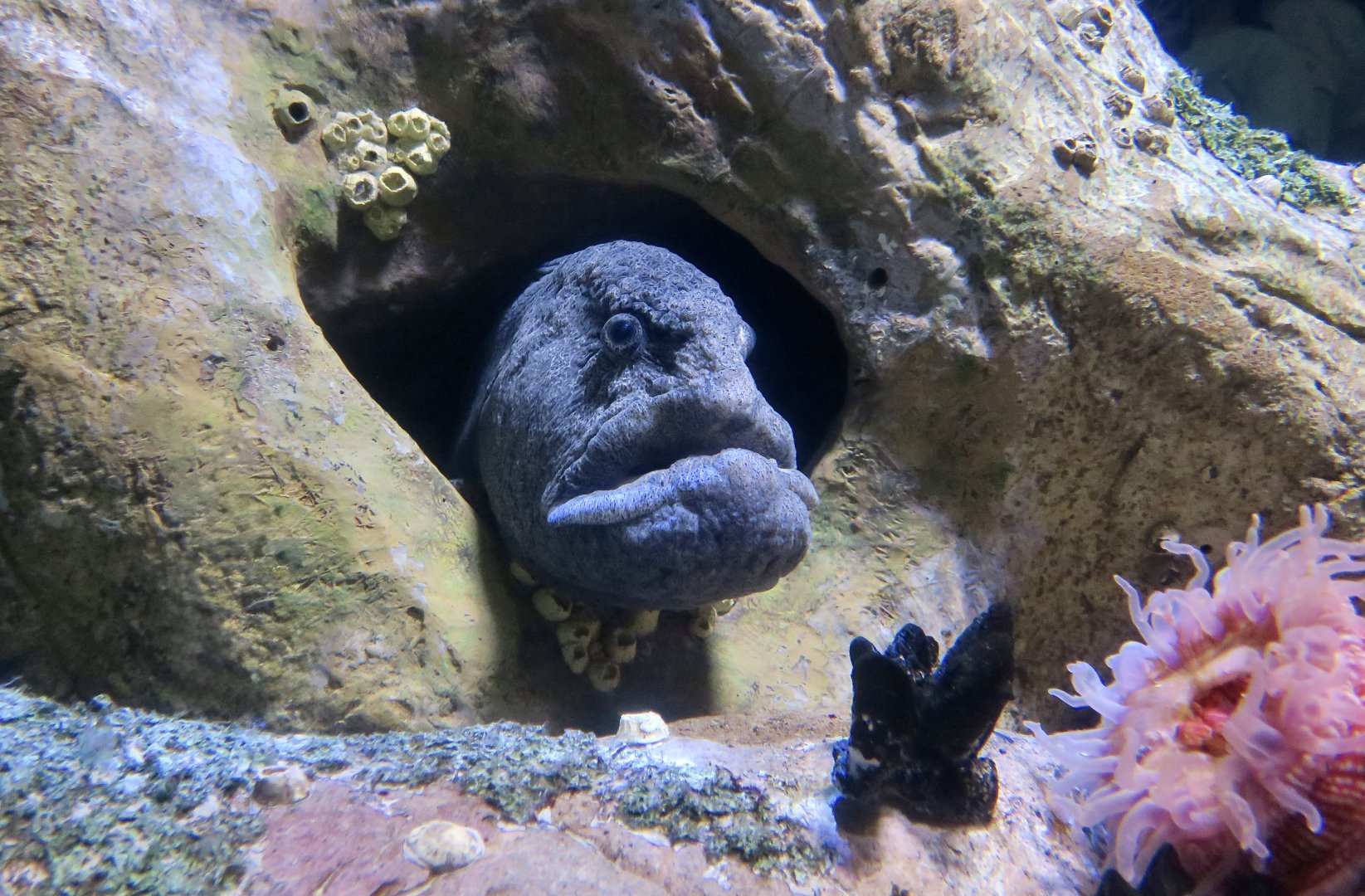 Wolf Eel (Anarrhichthys ocellatus)