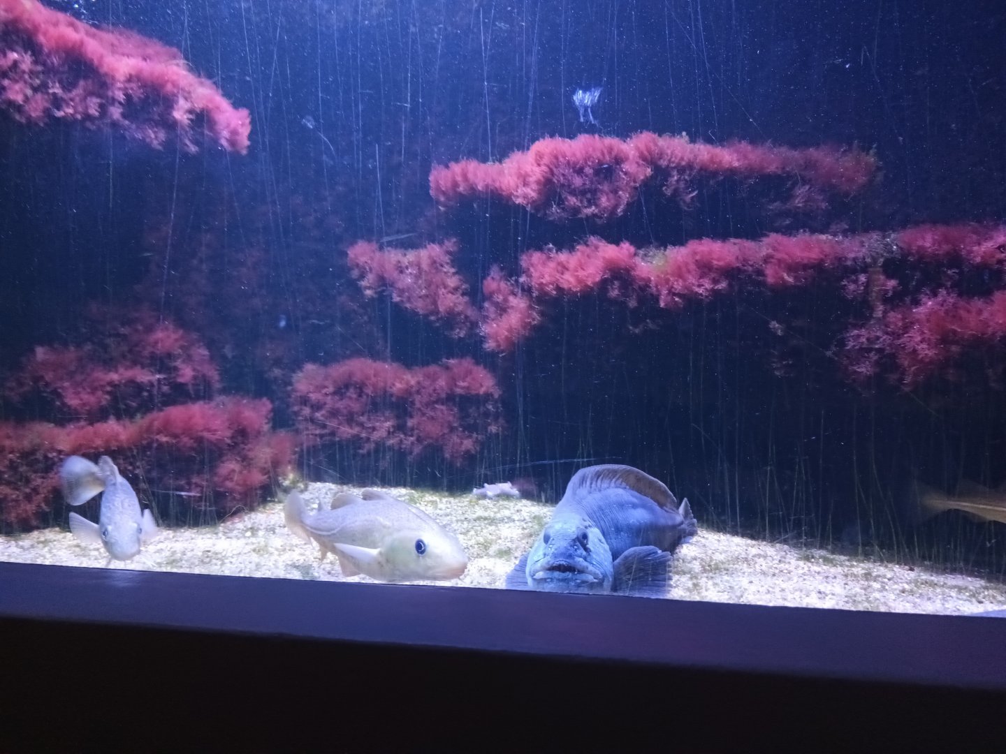 Wolf Eel and Atlantic Cod Tank