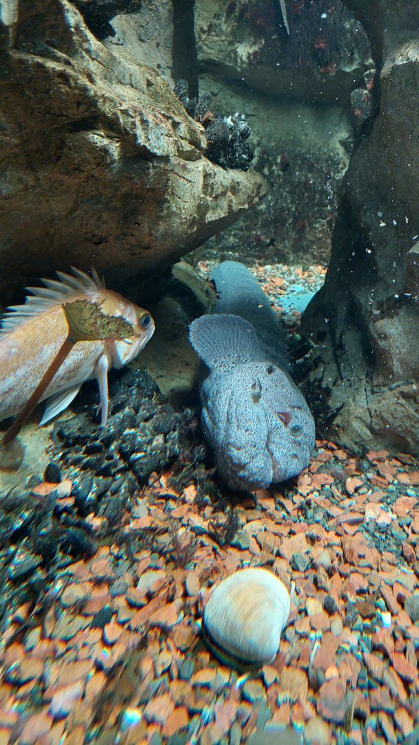 Wolf eel and Copper rockfish