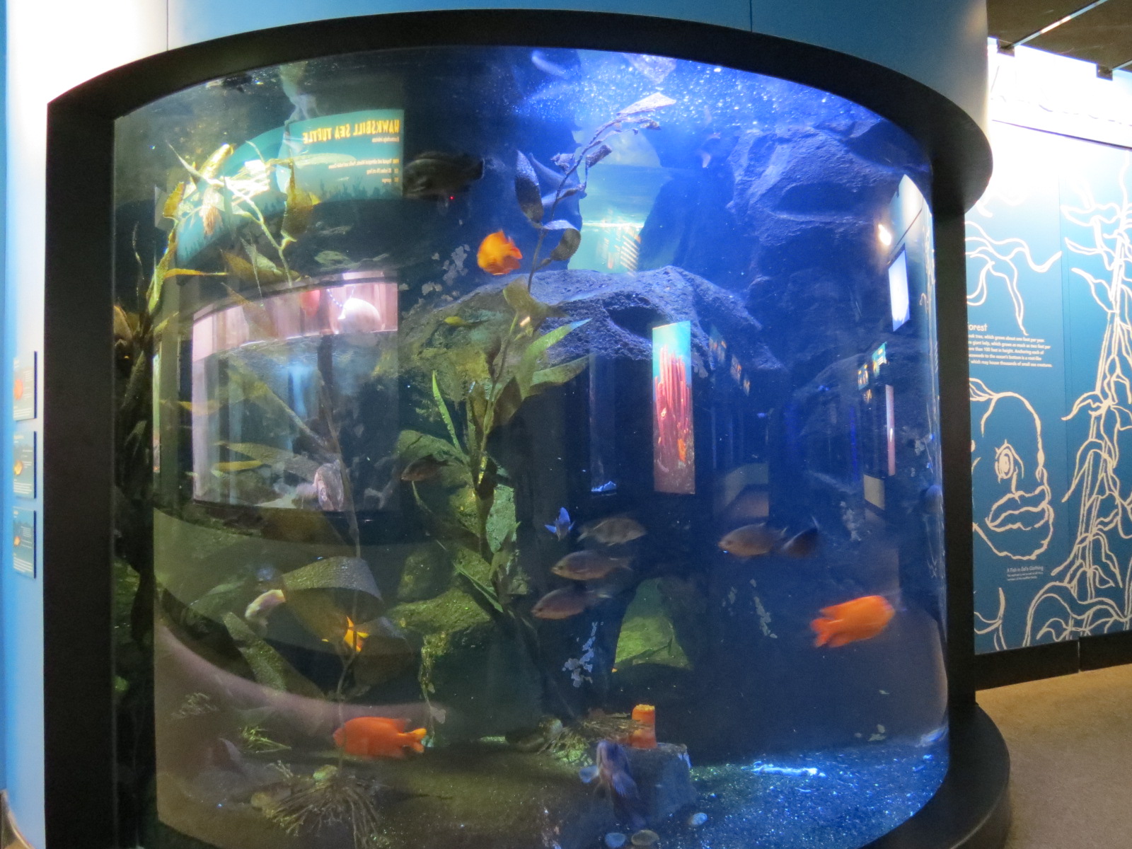 Wolf Eel and Others Exhibit