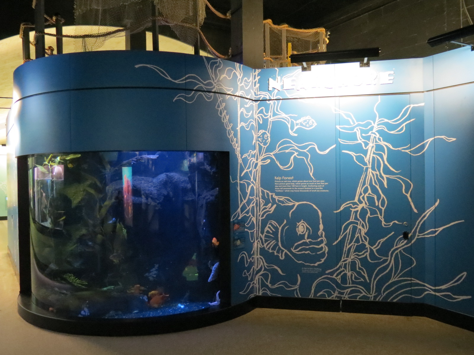Wolf Eel and Others Exhibit