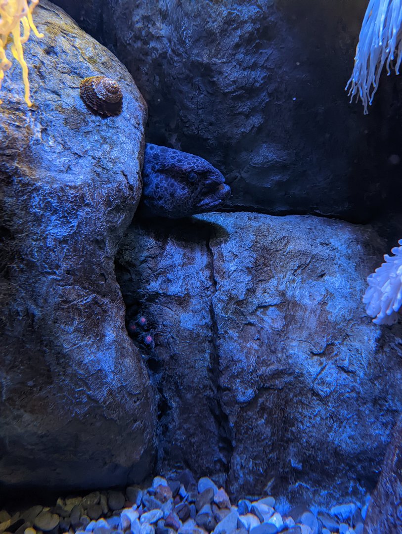 Wolf Eel at the Greensboro Science Center