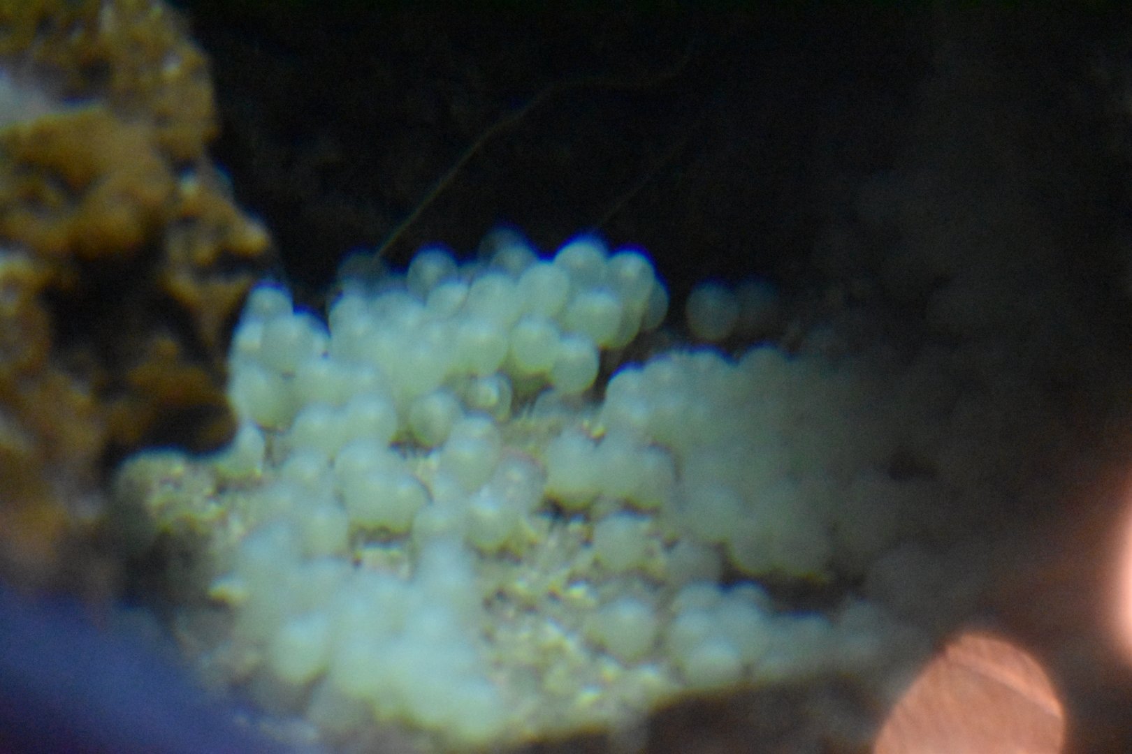 Wolf eel eggs