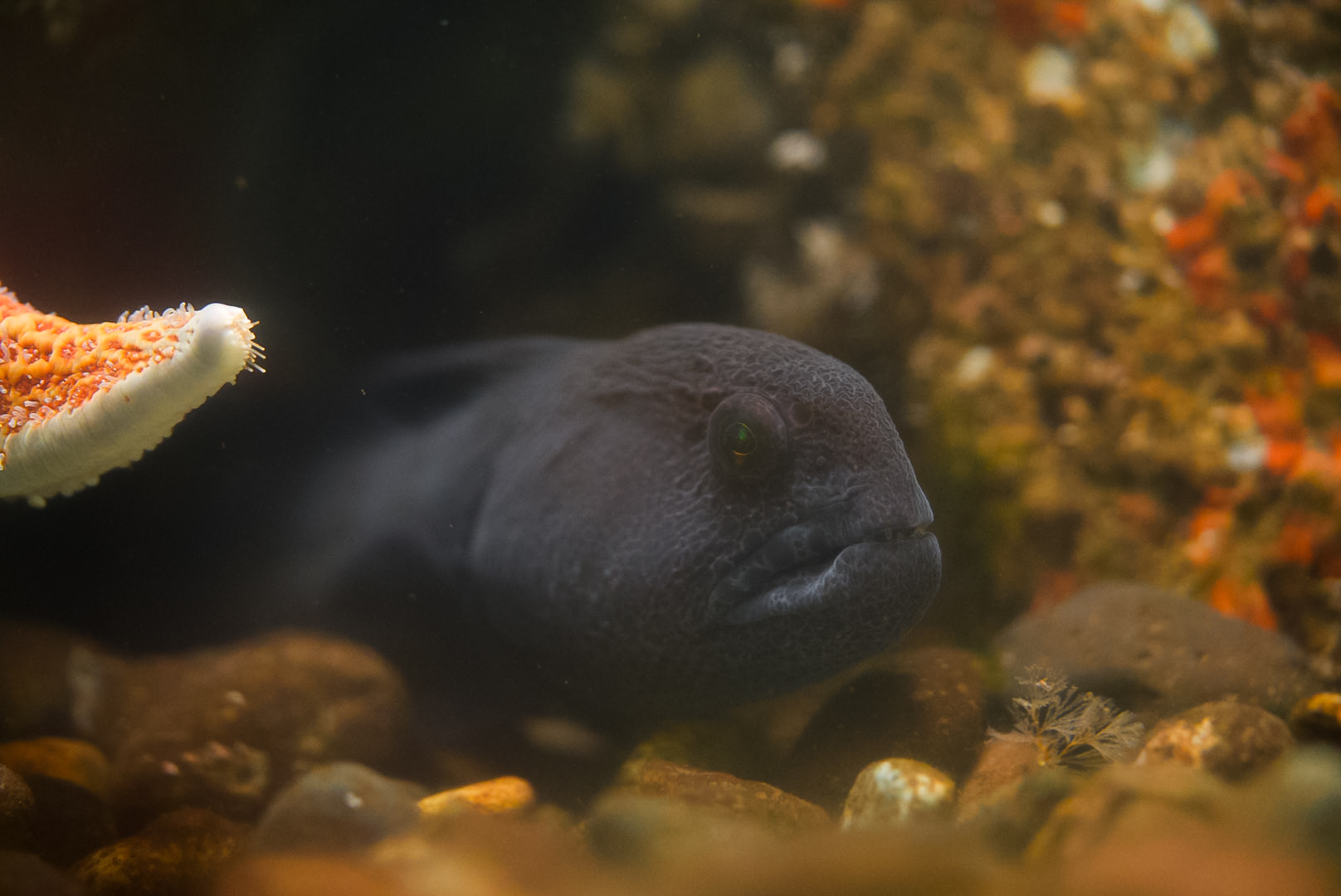 Wolf Eel (juvenile)