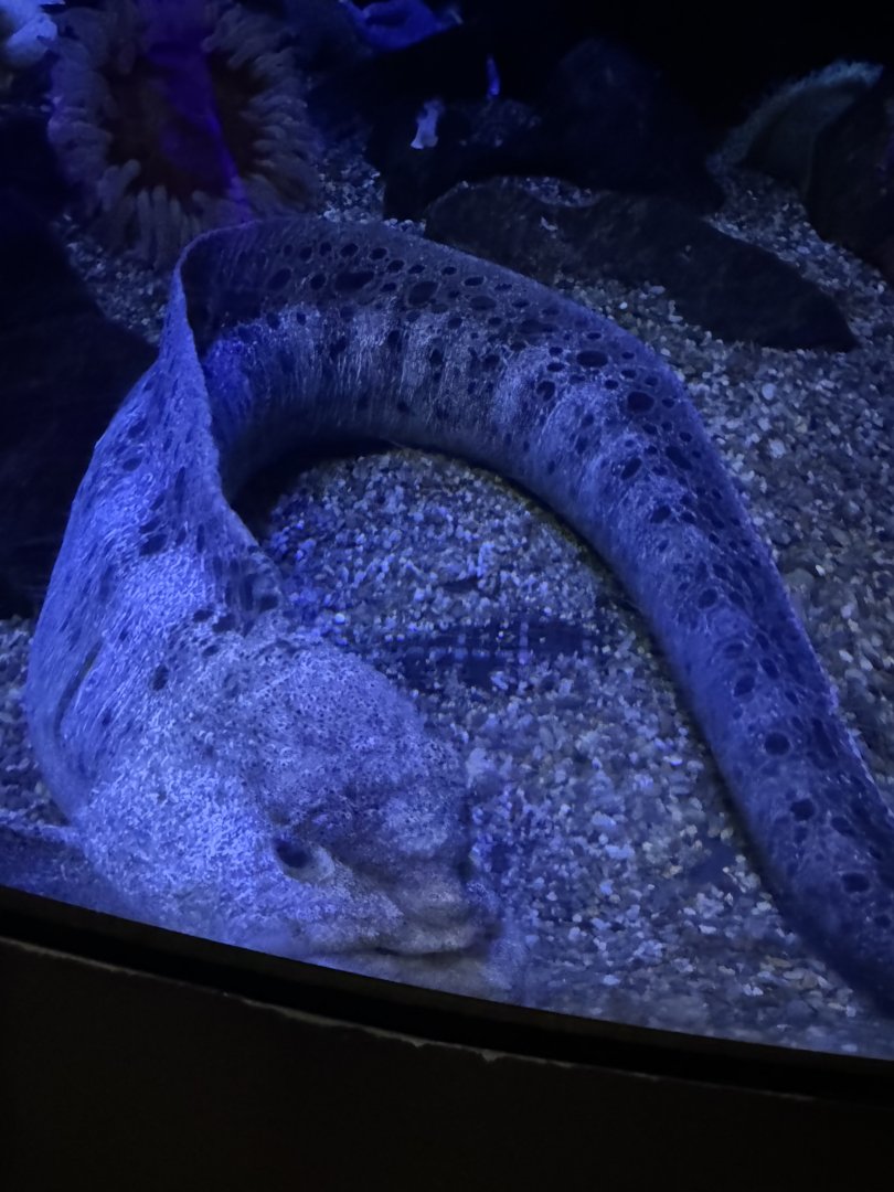 Wolf eel- look at that grumpy face!