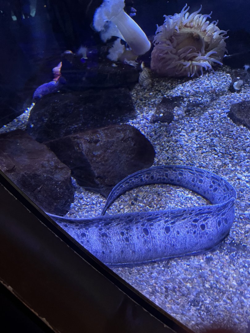 Wolf eel(not a true eel species!)