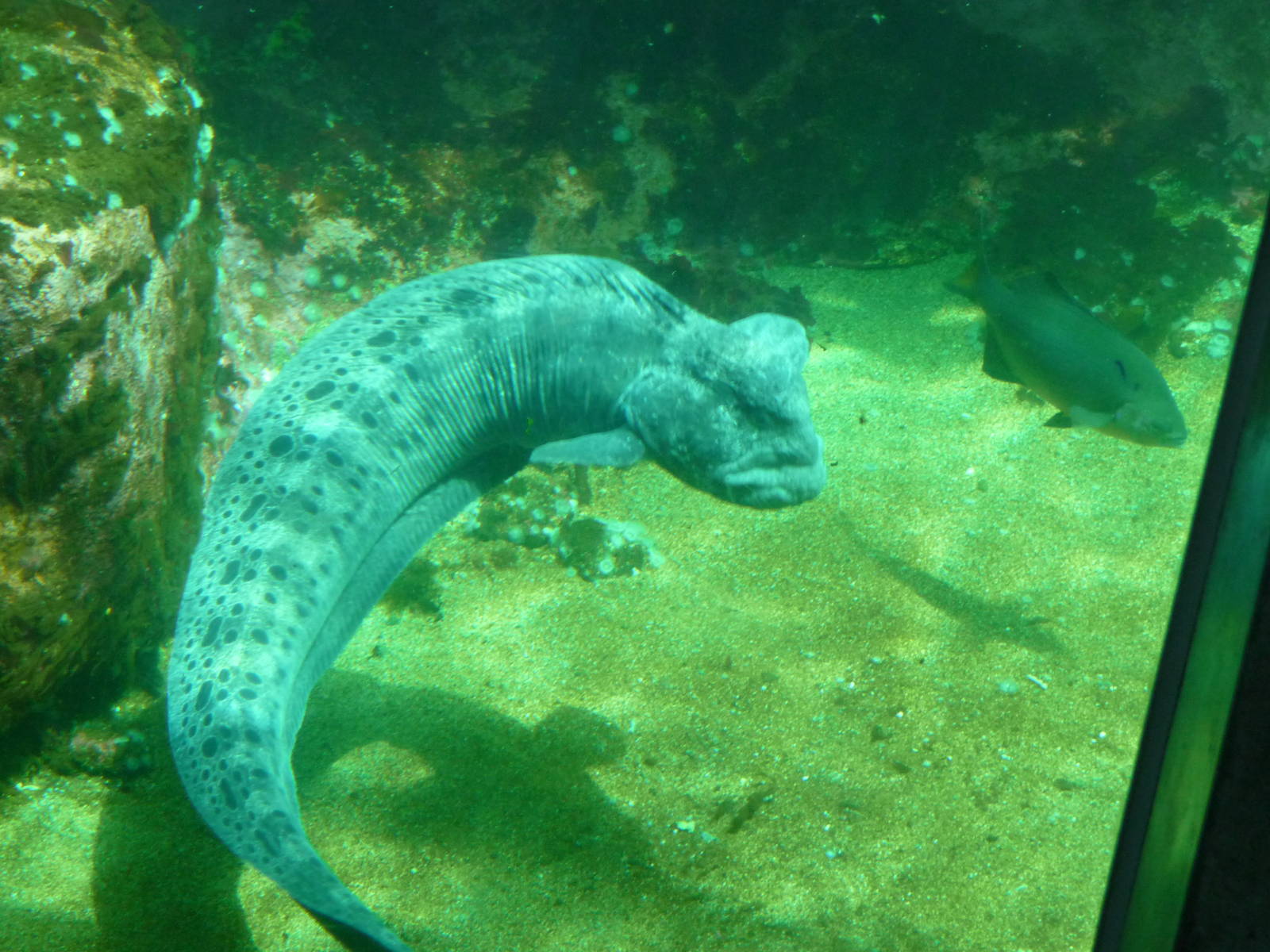 Wolf Eel - Seattle Aquarium