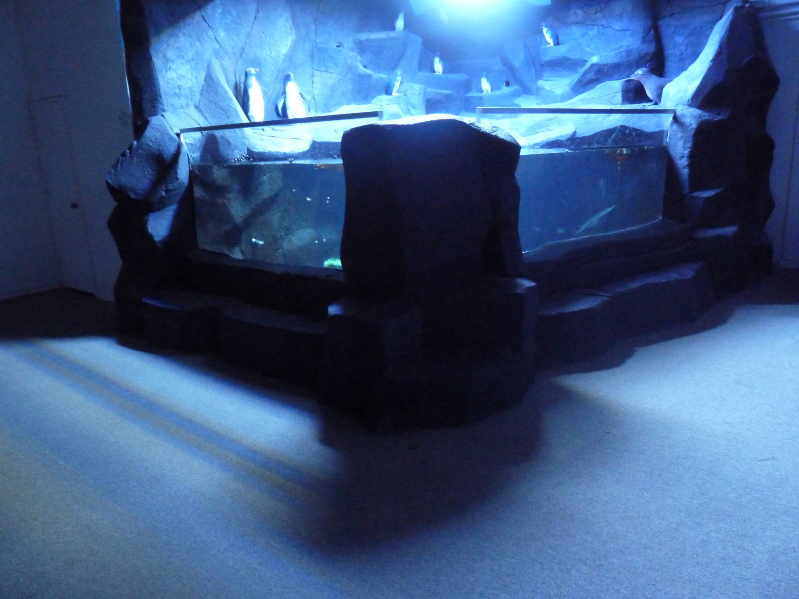 Wolf Eel Tank (Future Puffin Exhibit?)
