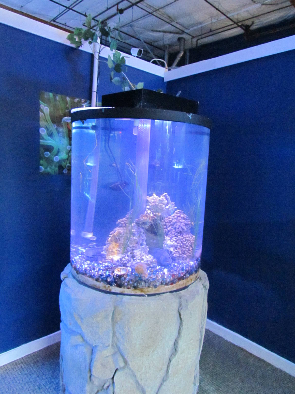 Wolf Eel Tank