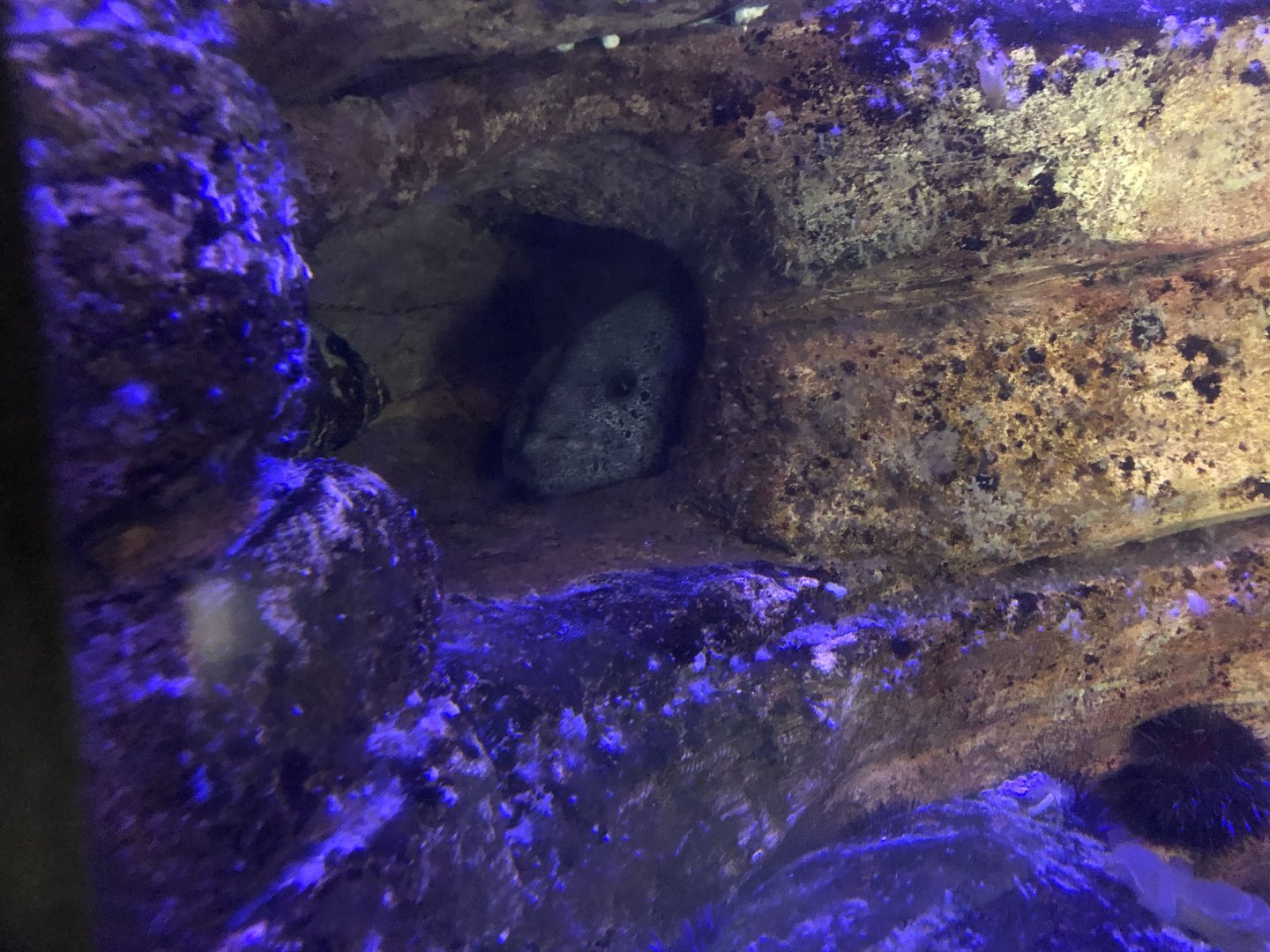 Wolf Eel Tank