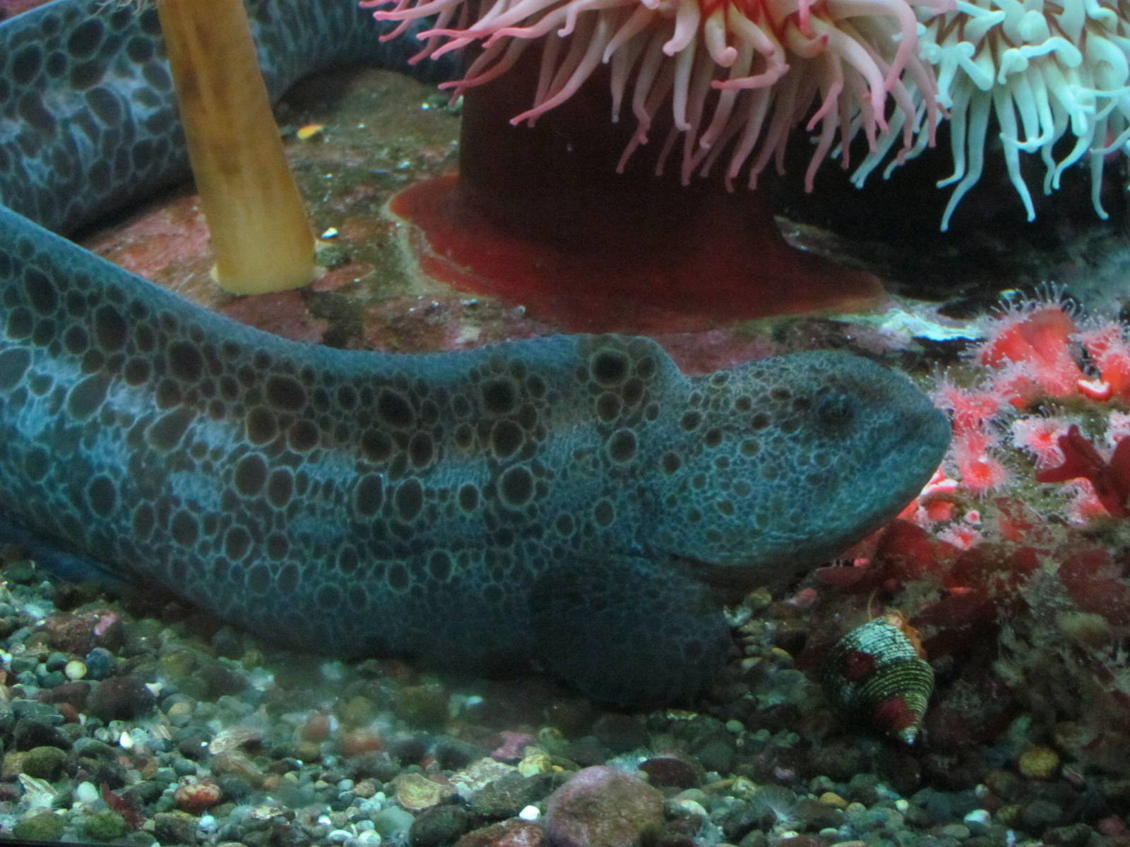 Wolf Eel