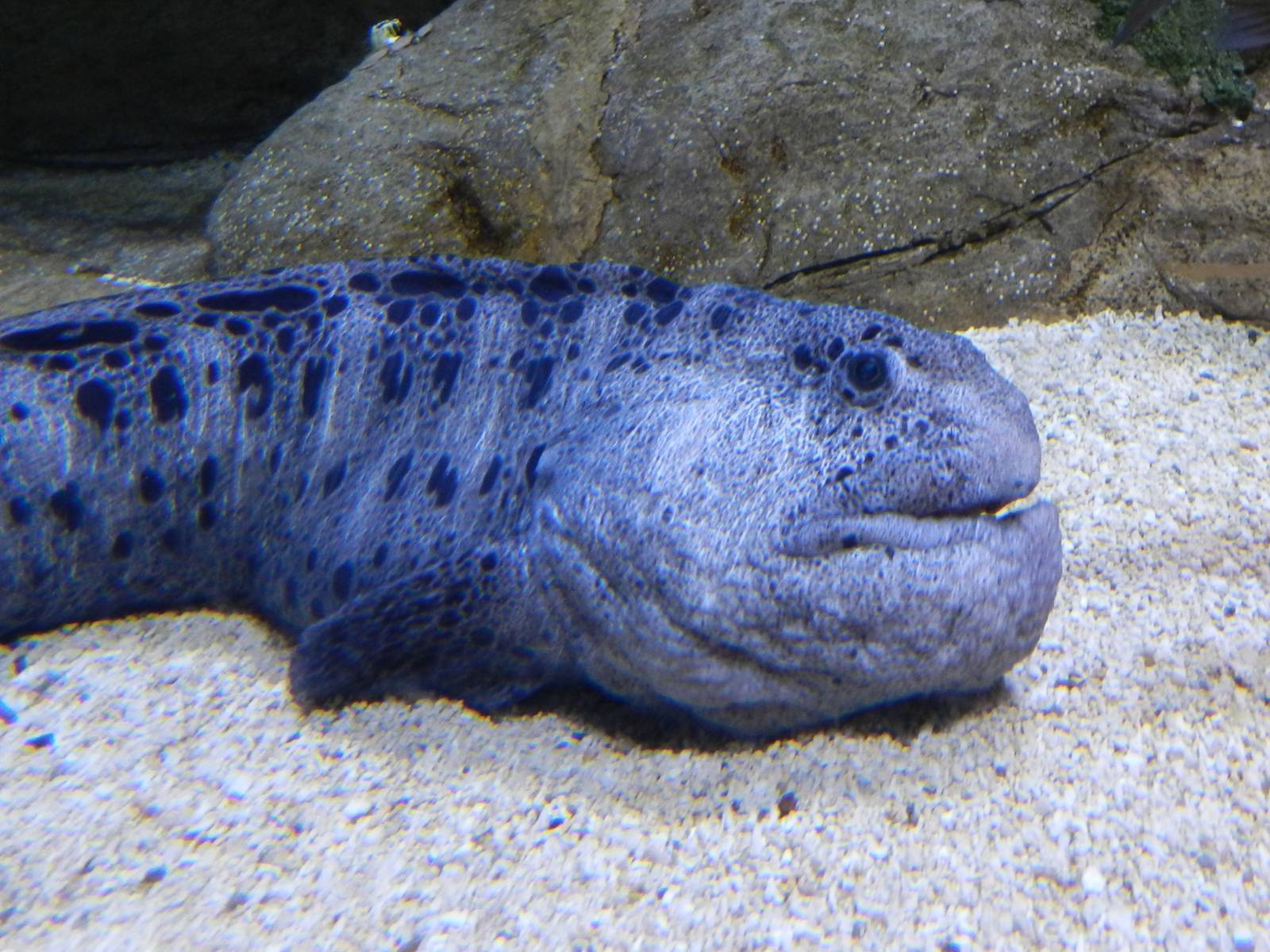 Wolf Eel