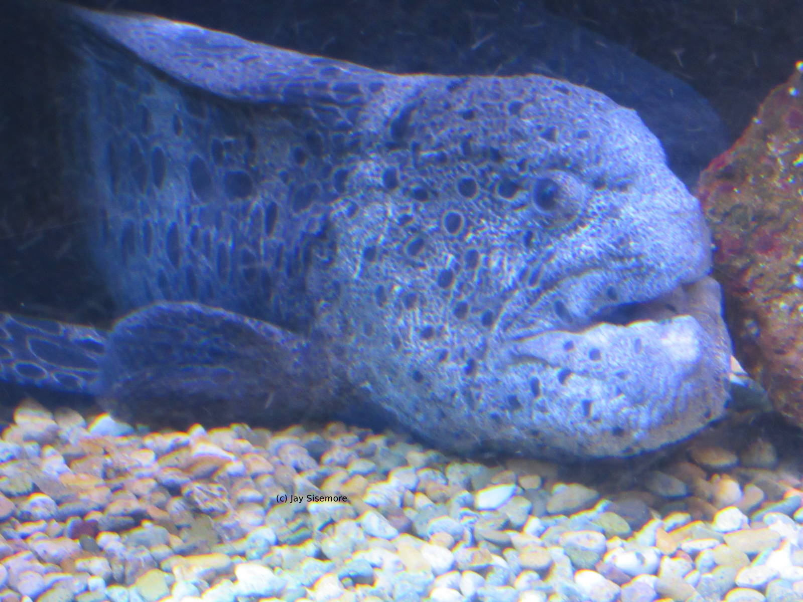 Wolf Eel