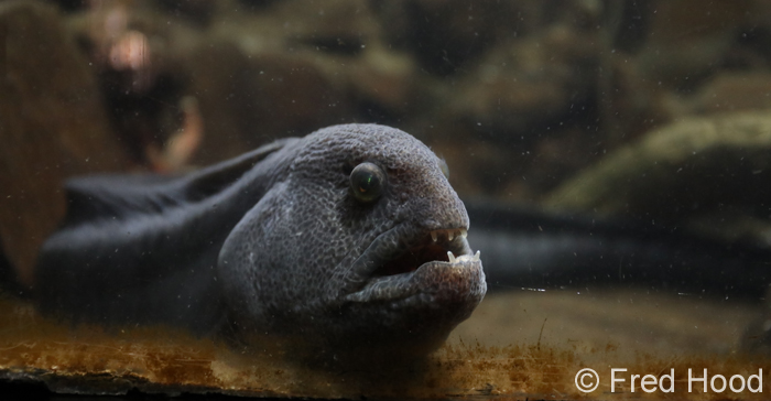 wolf eel