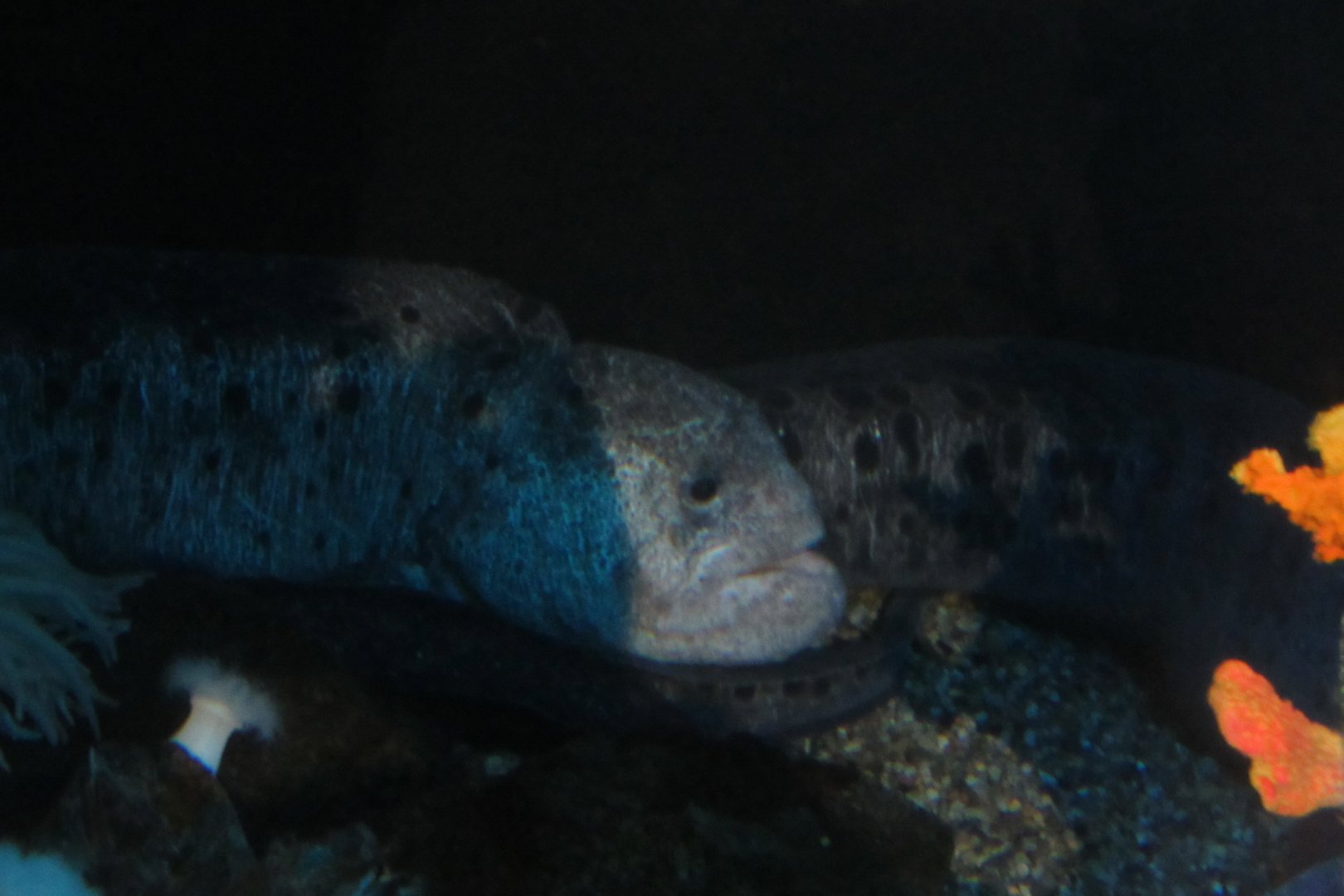 wolf eel