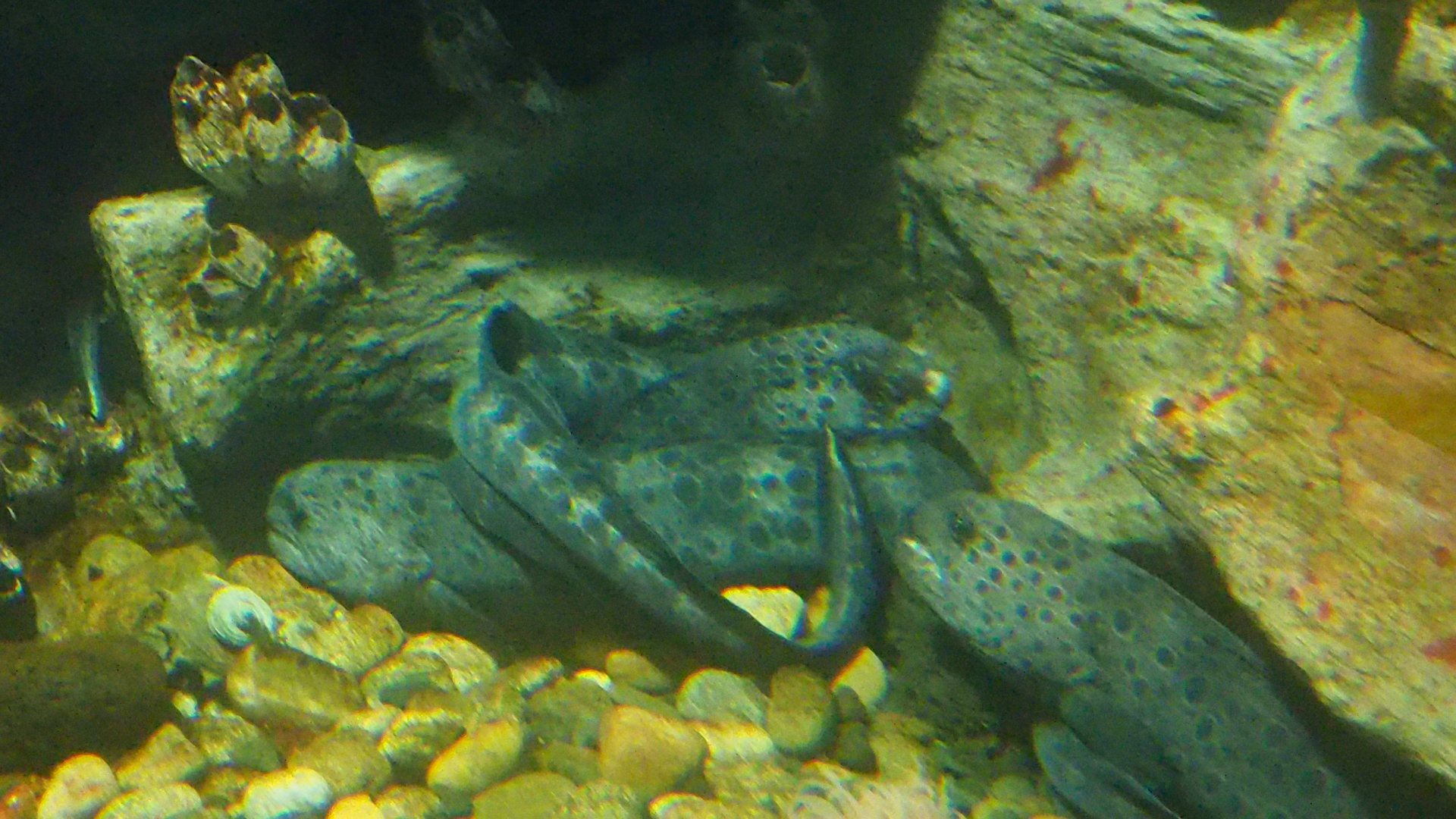 Wolf Eel