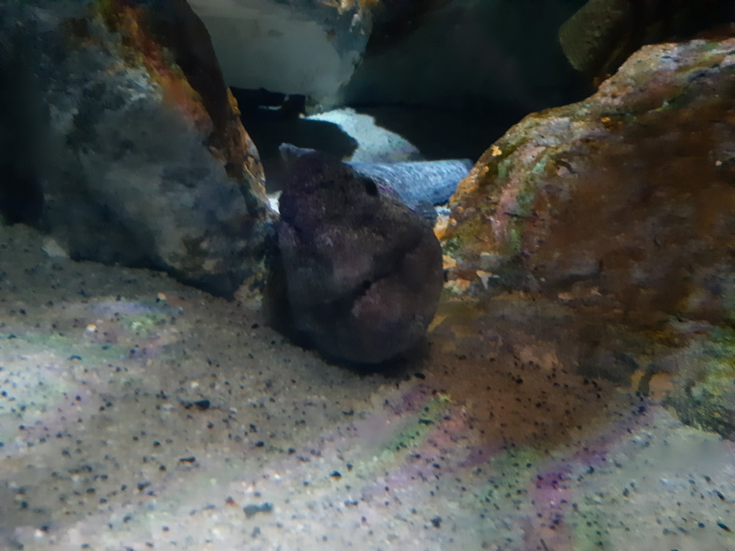Wolf Eel