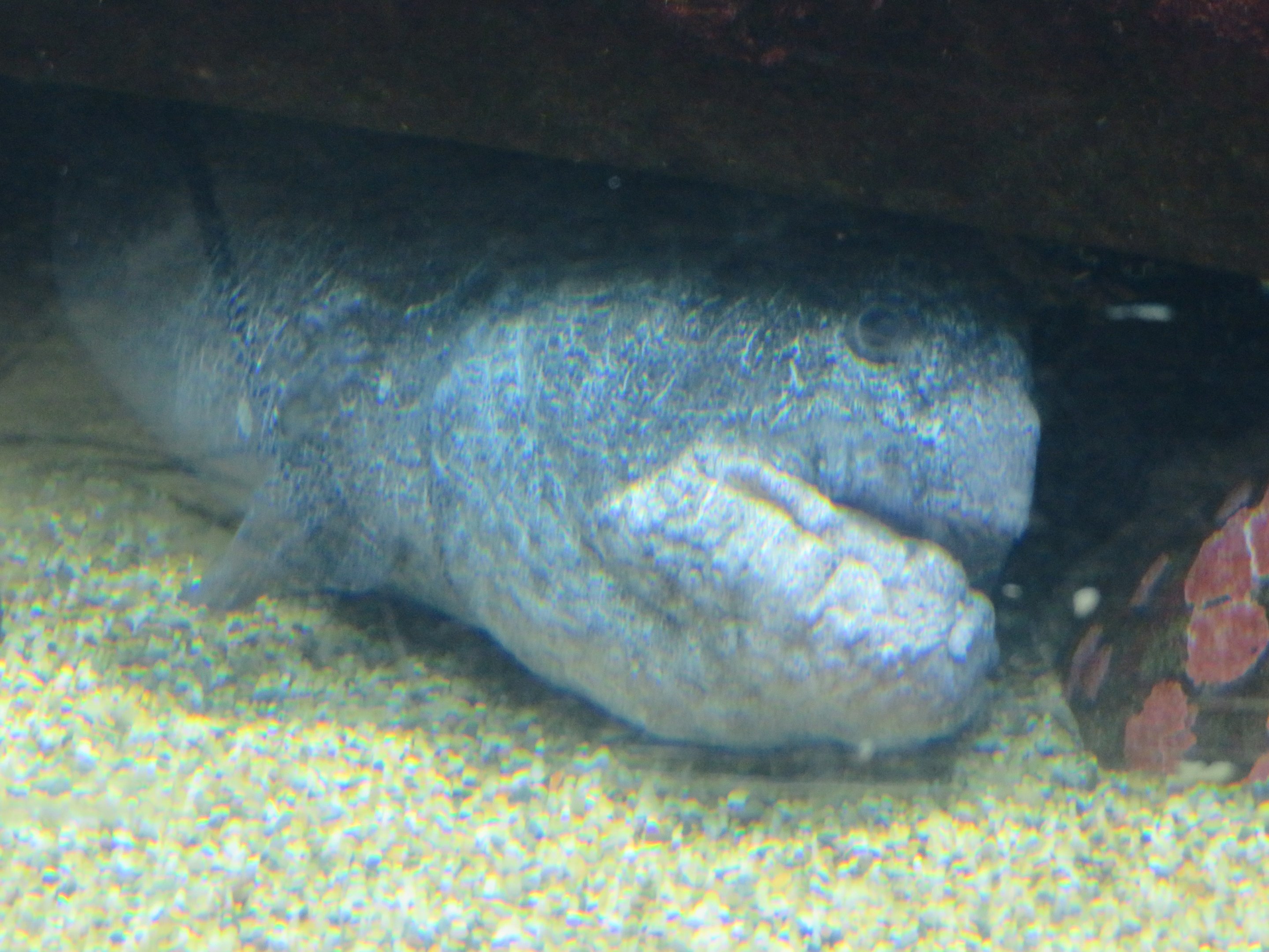Wolf Eel