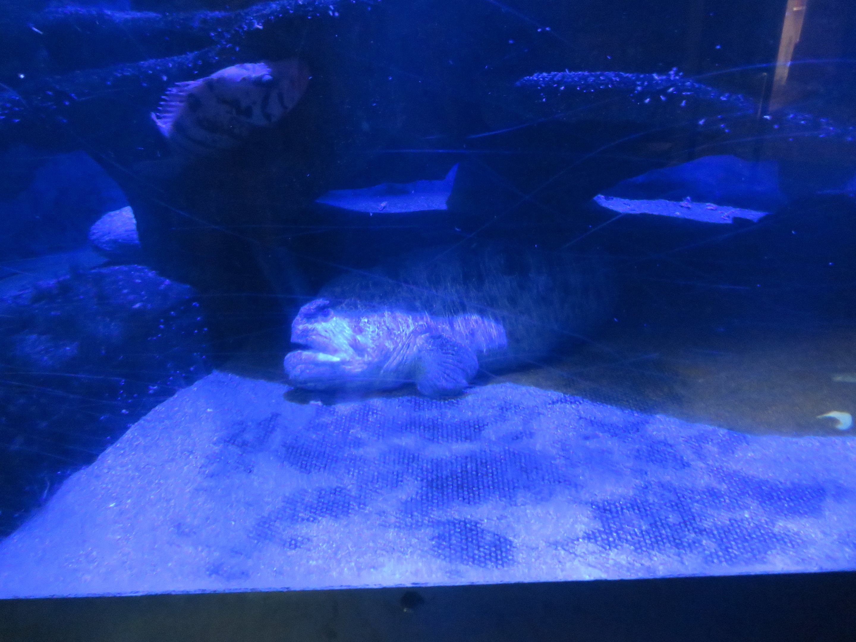 Wolf Eel