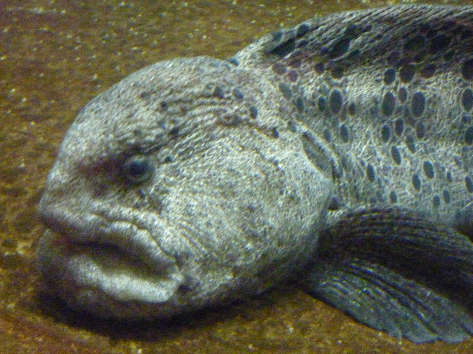Wolf Eel