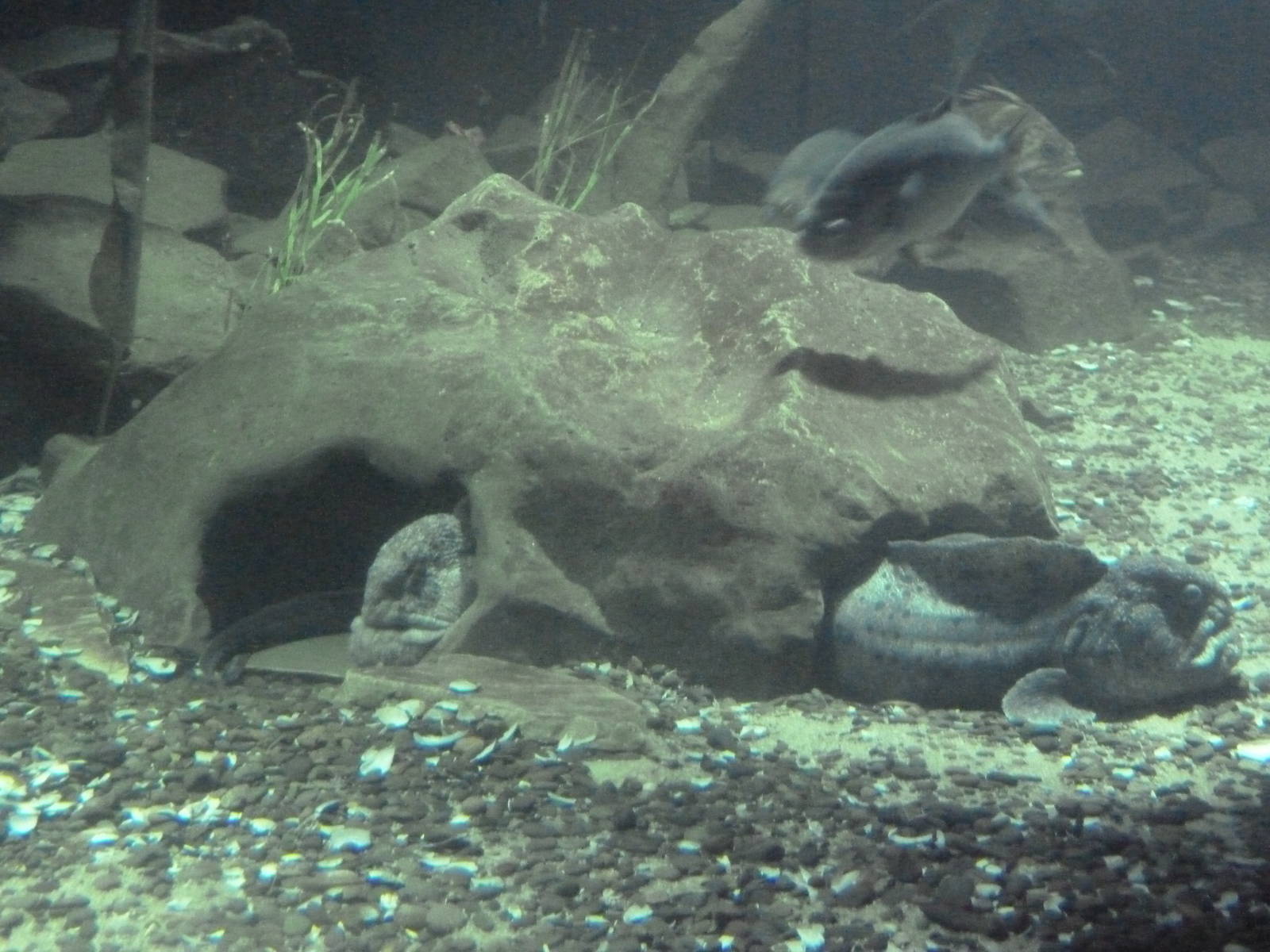 Wolf Eels