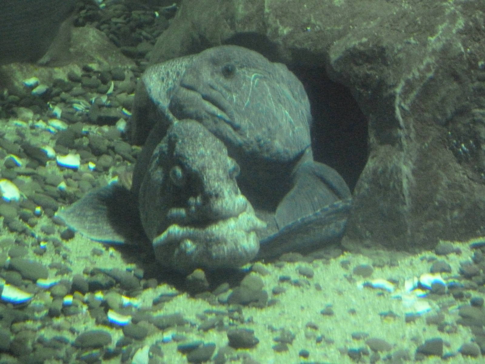 Wolf Eels