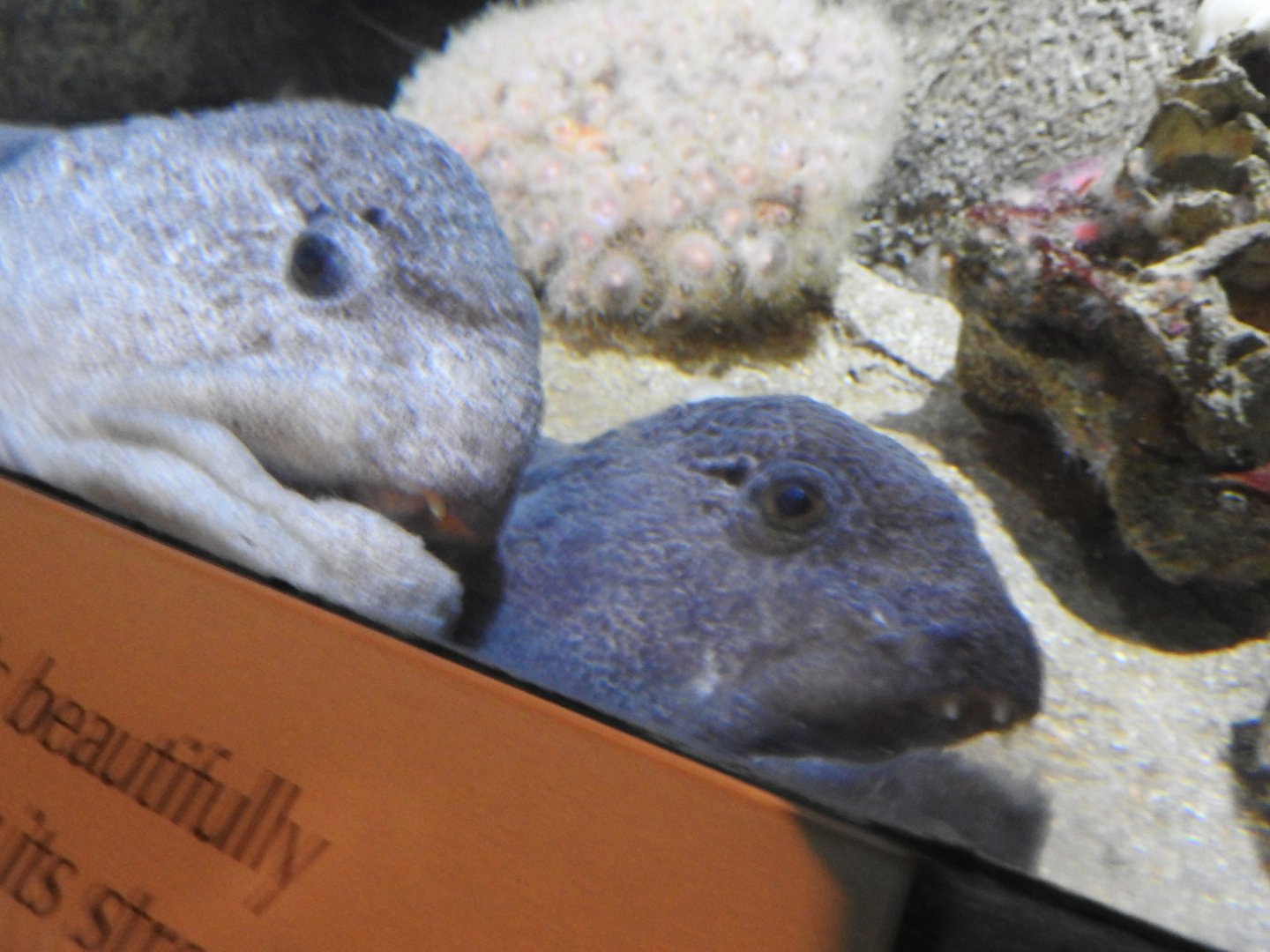 Wolf Eels