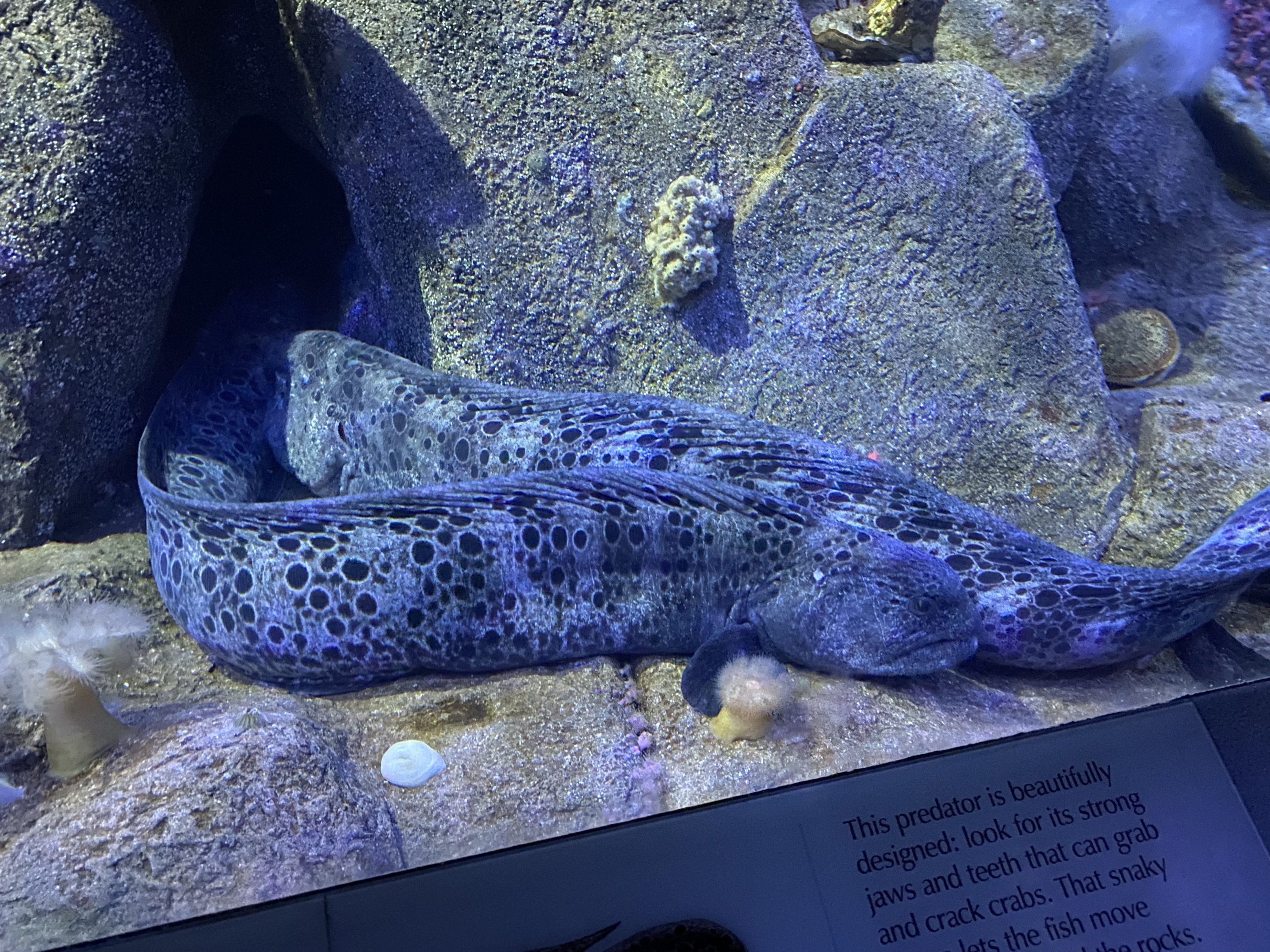 Wolf Eels