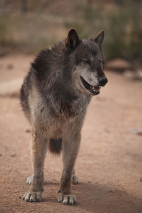 wolf (either pure or hybrid)