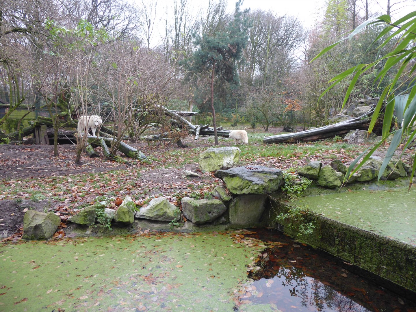 Wolf enclosure 011219