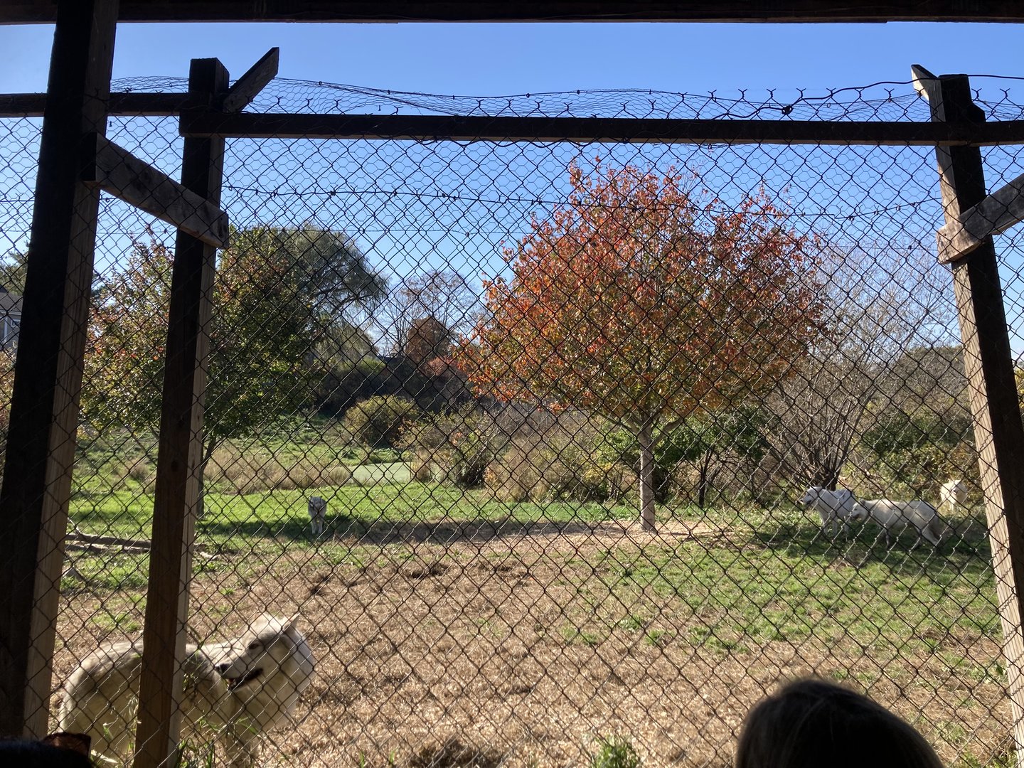 Wolf Enclosure 2 (2+ acres)