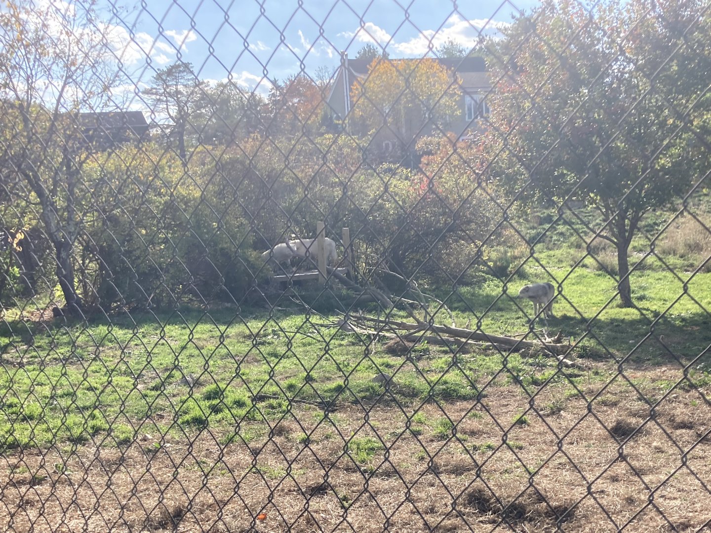 Wolf Enclosure 2 (2+ acres)