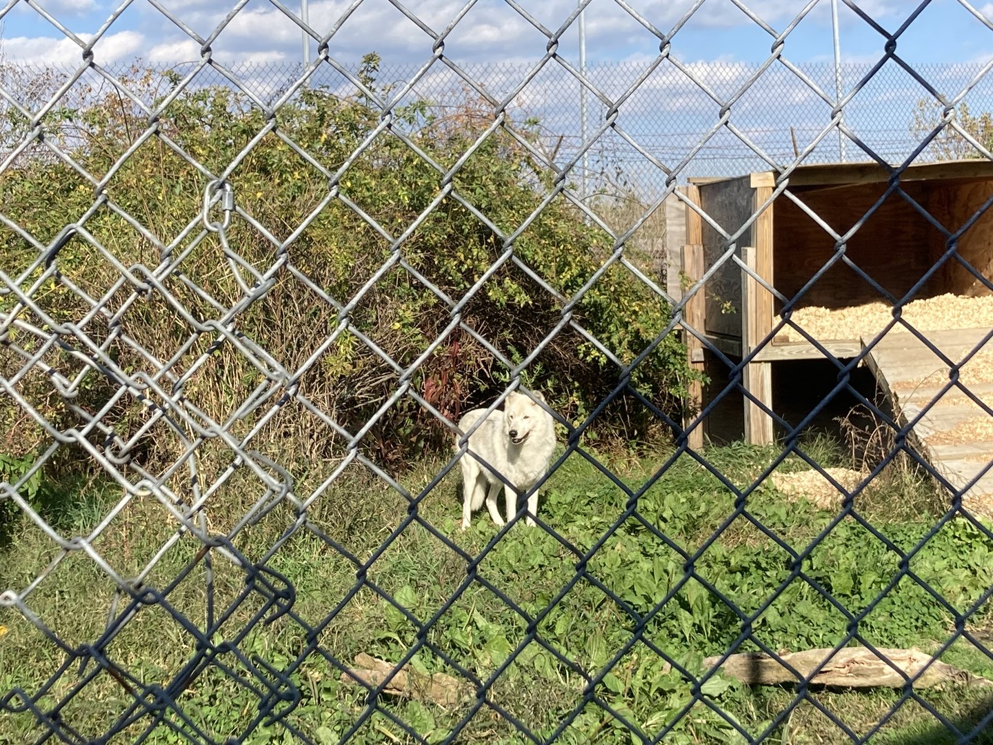 Wolf Enclosure 3