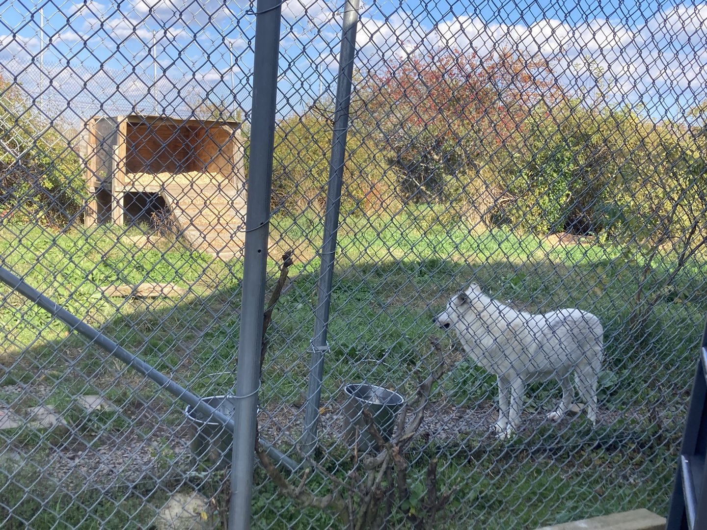 Wolf Enclosure 3