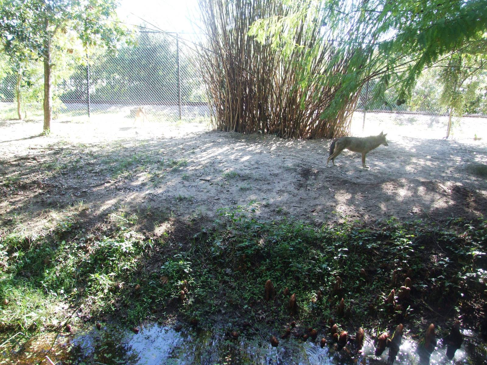 Wolf Enclosure at Jacksonville, 10/10/13