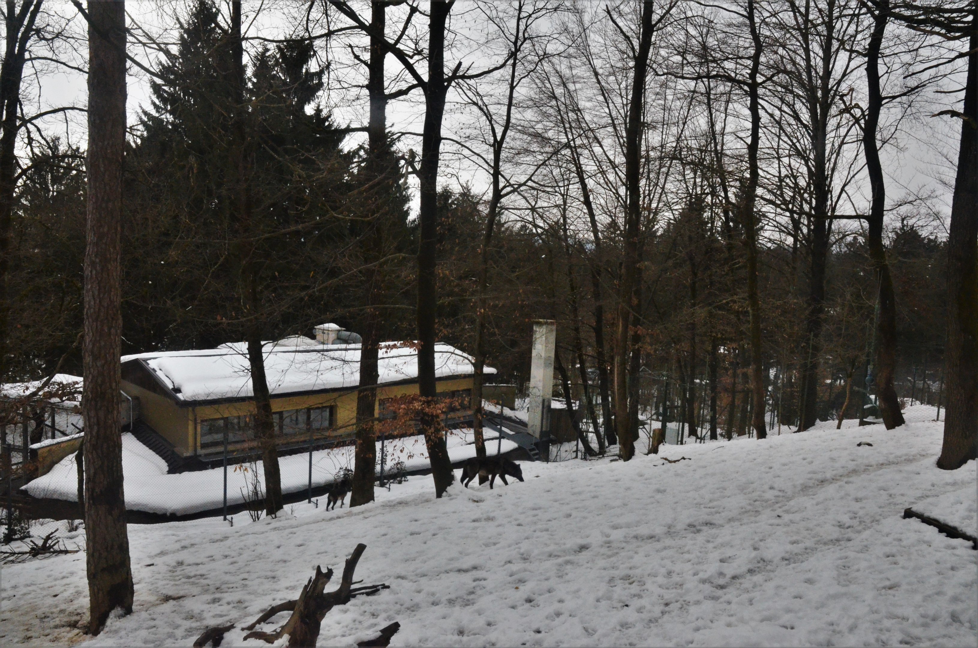 Wolf Enclosure at Ljubljana Zoo, 07/03/18